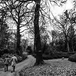 The Forest At Mount Congreve Gardens