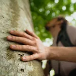The Forest At Mount Congreve Gardens