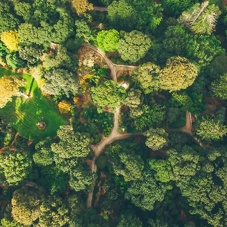 The Forest At Mount Congreve Gardens Kilmeaden