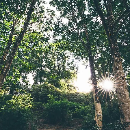Ferienpark The Forest At Mount Congreve Gardens Kilmeaden