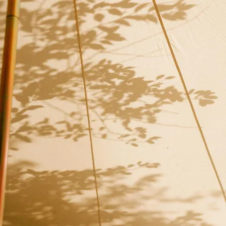 The Forest At Mount Congreve Gardens Kilmeaden