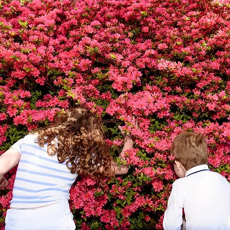 The Forest At Mount Congreve Gardens Parco vacanze Kilmeaden