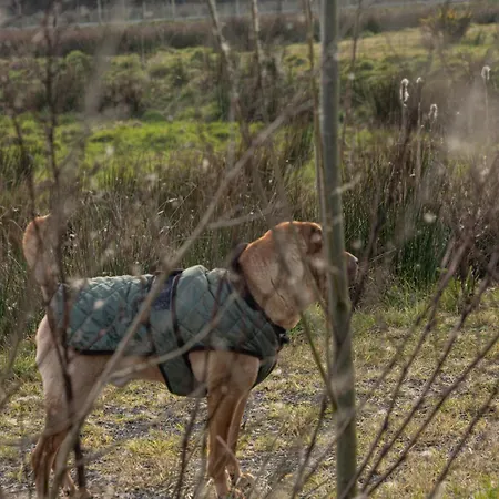 The Forest At Mount Congreve Gardens *