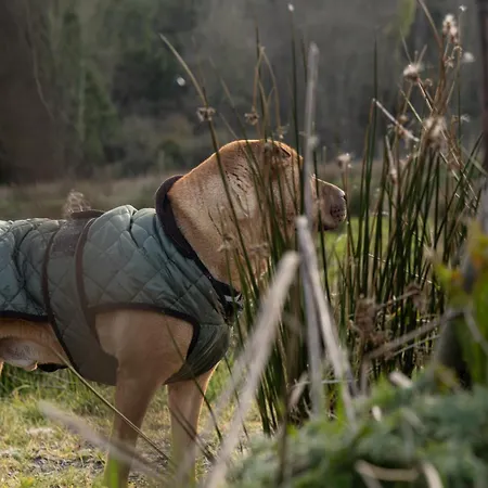 The Forest At Mount Congreve Gardens Ferienpark
