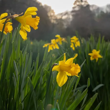 The Forest At Mount Congreve Gardens Ferienpark Kilmeaden