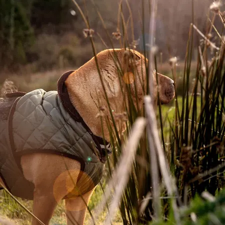 The Forest At Mount Congreve Gardens *