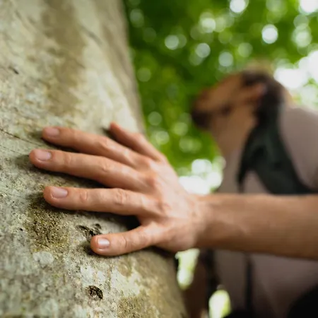 The Forest At Mount Congreve Gardens