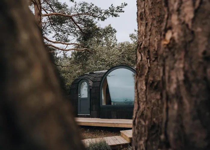 The Forest At Mount Congreve Gardens Kilmeaden