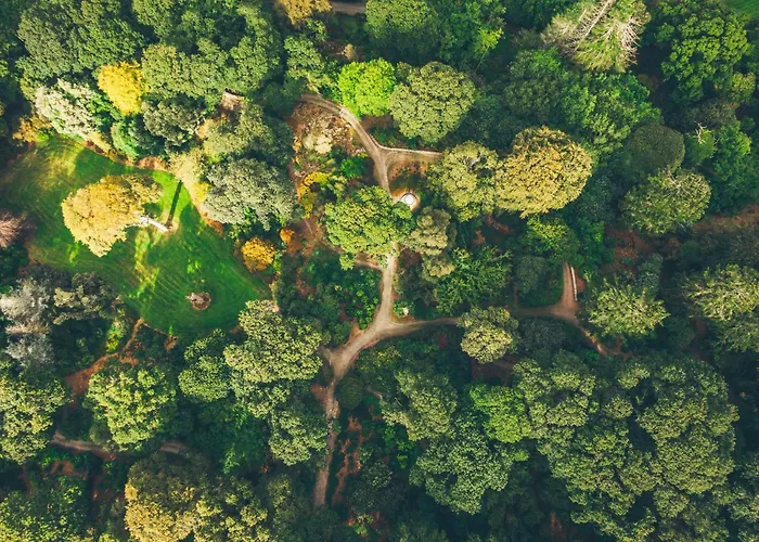 The Forest At Mount Congreve Gardens Kilmeaden