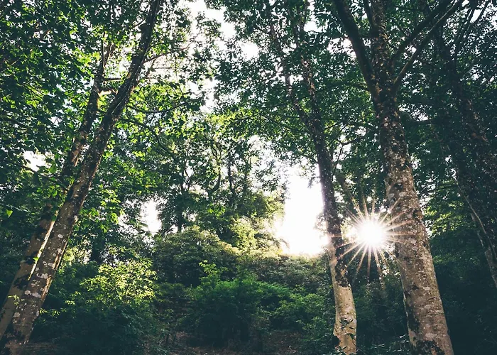 База отдыха The Forest At Mount Congreve Gardens Kilmeaden