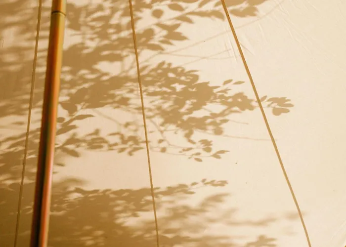 The Forest At Mount Congreve Gardens Kilmeaden