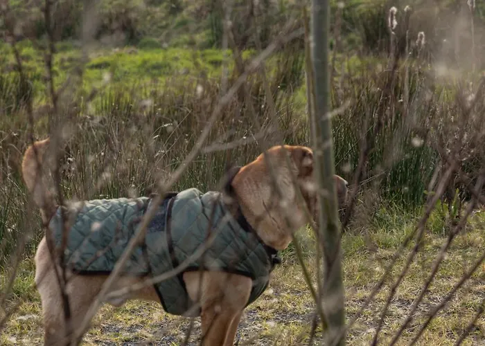 The Forest At Mount Congreve Gardens *