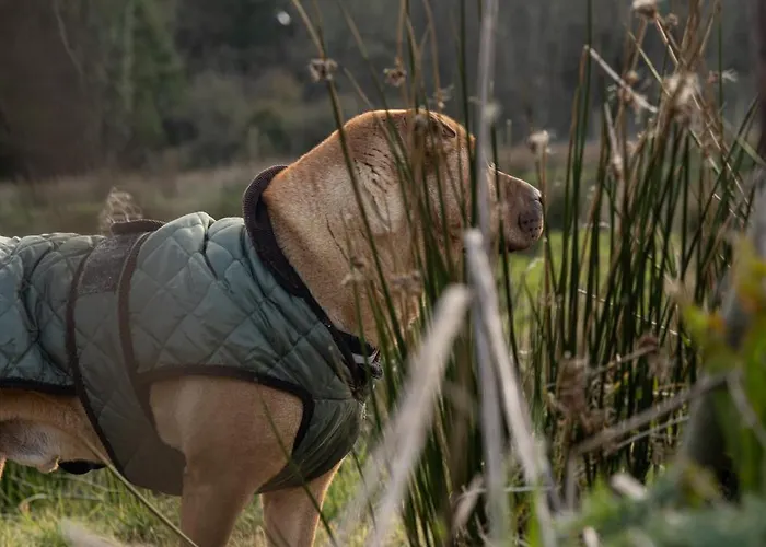The Forest At Mount Congreve Gardens База отдыха