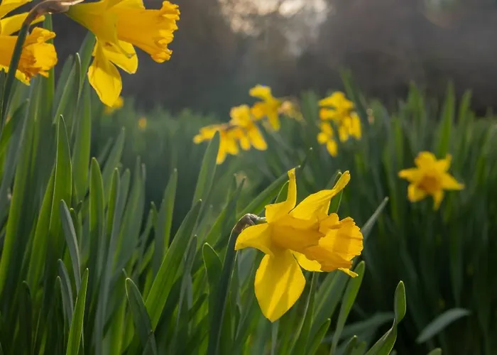 The Forest At Mount Congreve Gardens База отдыха Kilmeaden