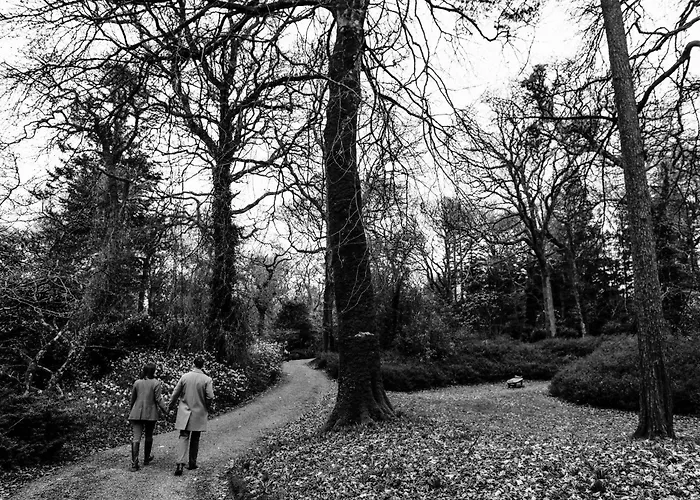 The Forest At Mount Congreve Gardens