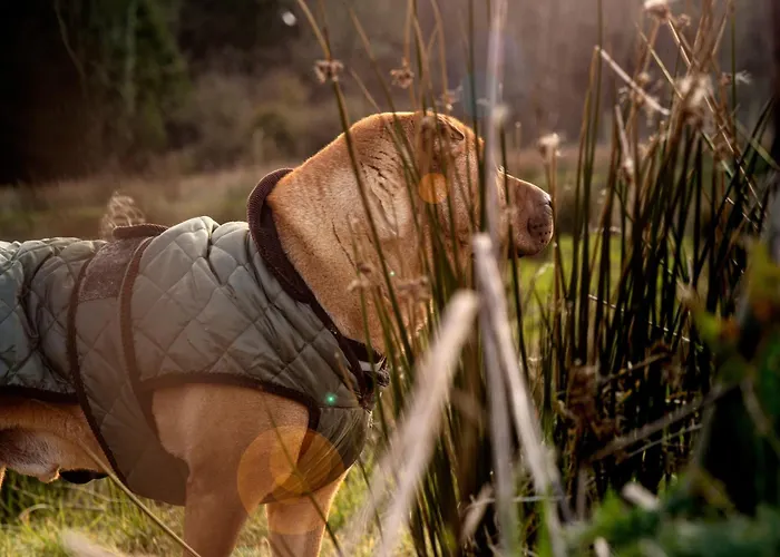 The Forest At Mount Congreve Gardens *