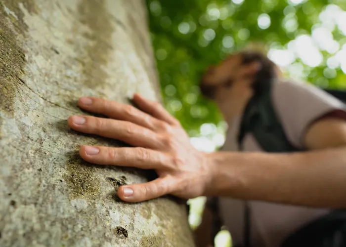 The Forest At Mount Congreve Gardens